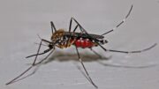 In theory scientists could release a few edited mosquitos into the wild, and after some time the edited genes and the traits they carry will have spread throughout the entire population