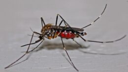 In theory scientists could release a few edited mosquitos into the wild, and after some time the edited genes and the traits they carry will have spread throughout the entire population