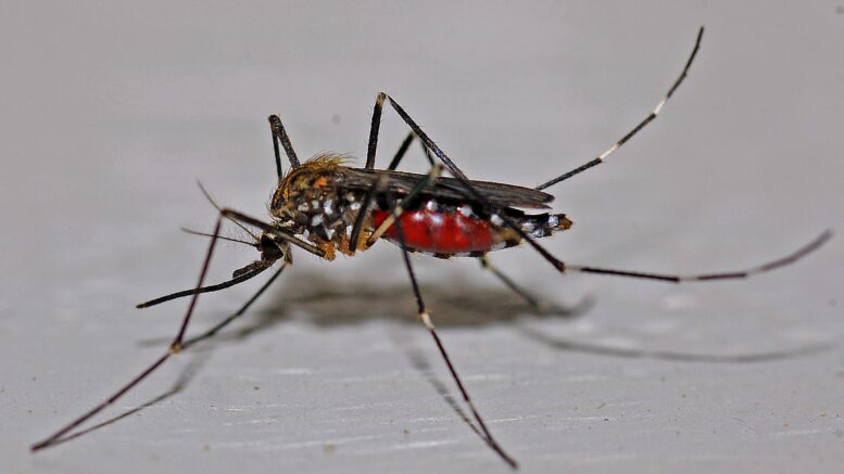 In theory scientists could release a few edited mosquitos into the wild, and after some time the edited genes and the traits they carry will have spread throughout the entire population